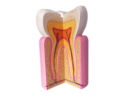 Zahnwurzel, Wurzelbehandlung in Krefeld. Zahnarztpraxis Ruth Hennes